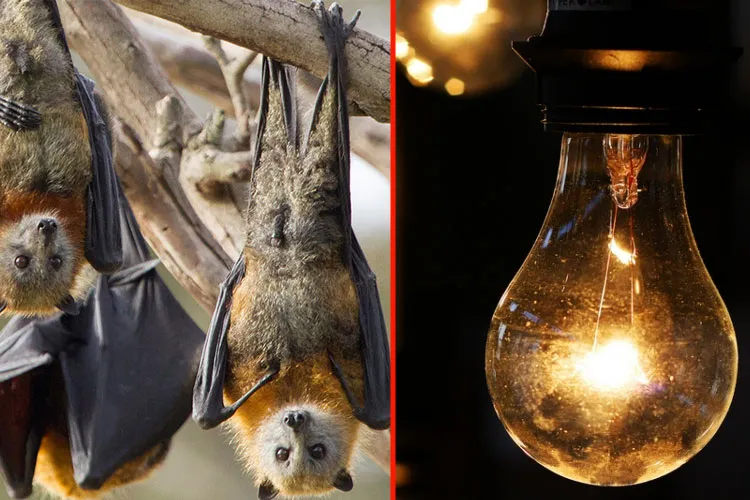 एमपी गजब है: गर्मी में बढ़ी बिजली कटौती, सरकार बोली चमगादड़ हैं गुनहगार <p>Power</p>- India TV Hindi