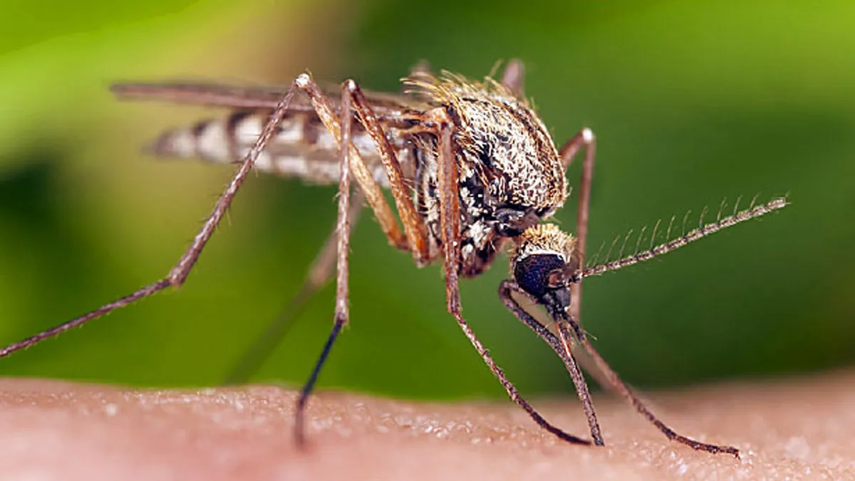 World Mosquito Day 2019: मच्छर का छोटा सा डंक बन सकता है आपके लिए जानलेवा, ऐसे रहें मच्छरों से दूर World Mosquito Day 2019- India TV Hindi