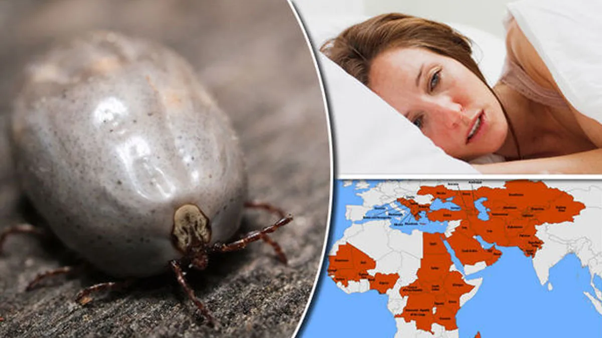 Congo Fever: जानलेवा कांगो फीवर से जोधपुर में 2 की मौत, जानें कांगो बुखार क्या है, लक्षण और बचाव Congo fever- India TV Hindi