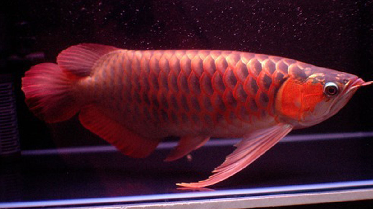 arowana fish in hindi