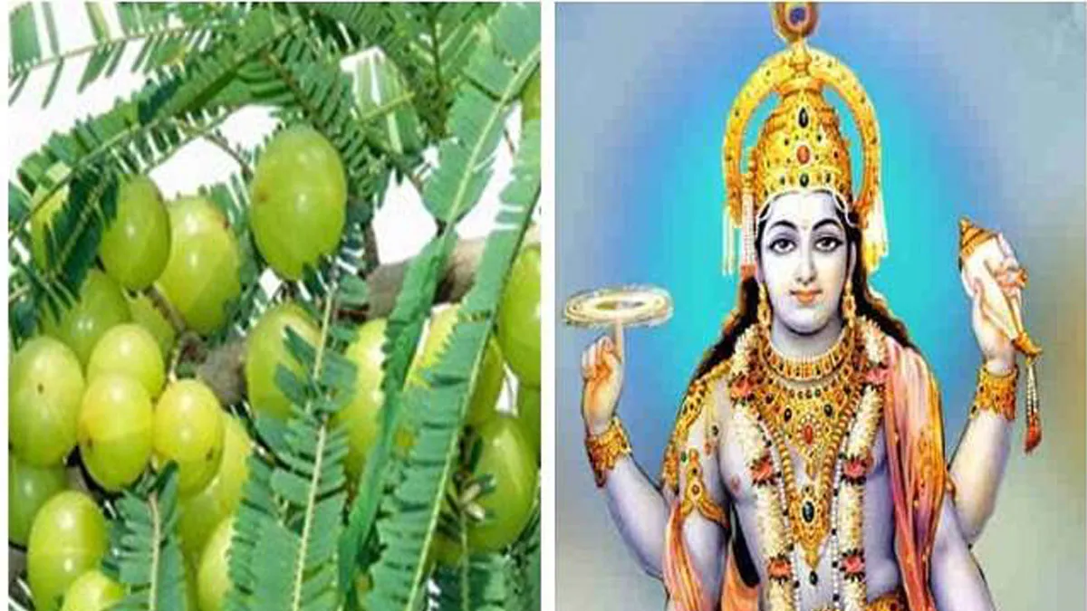 आंवला नवमी के दिन राशिनुसार करें ये खास उपाय, होगा शुभ akshaya navami- India TV Hindi