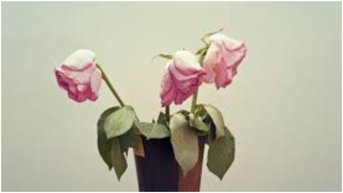 Vastu Tips Keeping dead flowers in the house increases negative  energy-Vastu Tips: घर में मुरझाए फूल रखने से बढ़ती है निगेटिव एनर्जी -  India TV Hindi