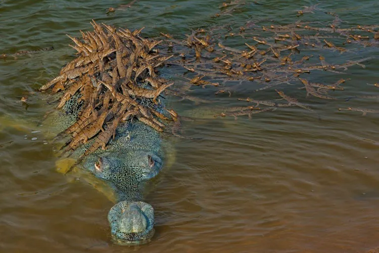 <p>चंबल नदी में घड़ियाल...- India TV Hindi