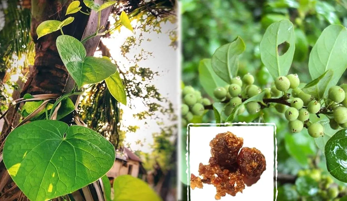 क्या होता है गिलोय और गुग्गुल, इम्युनिटी बढ़ाने से वजन घटाने तक, जानें इनके अचूक फायदे गिलोय और गुग्गुल का पौधा- India TV Hindi