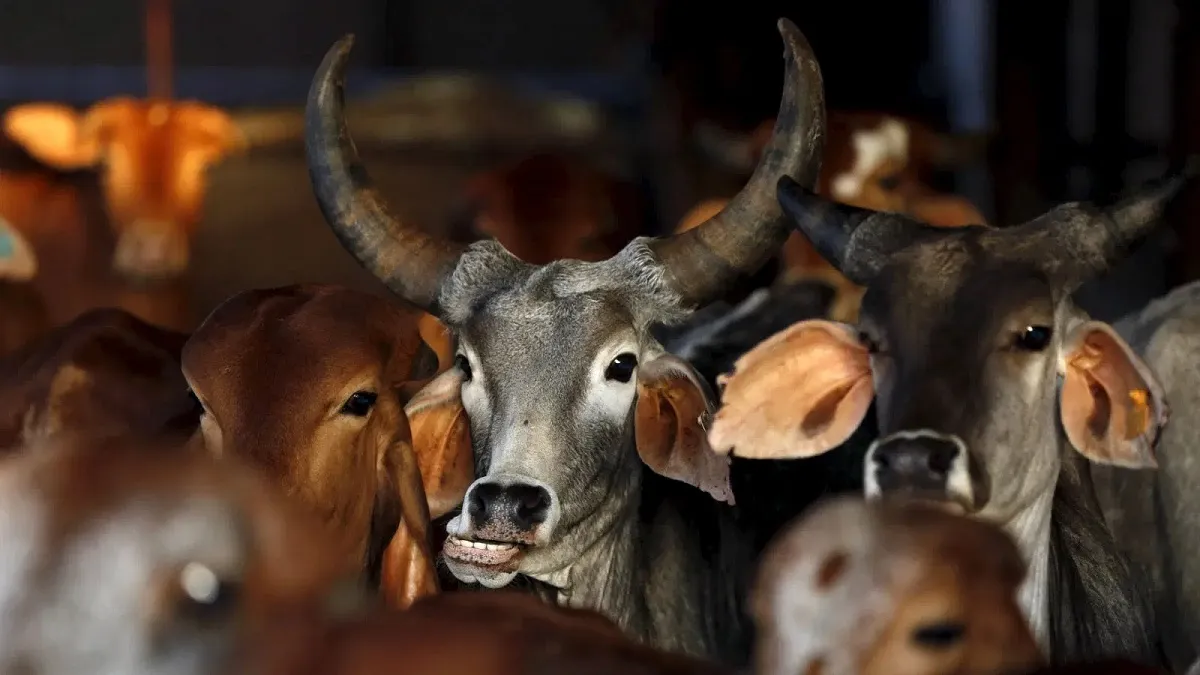छत्तीसगढ़: देश में पहली बार सरकार किसानों से खरीदेगी गाय का गोबर, शुरू होगी गाेधन न्याय योजना <p>Godhan Nyay Yojana</p>- India TV Hindi