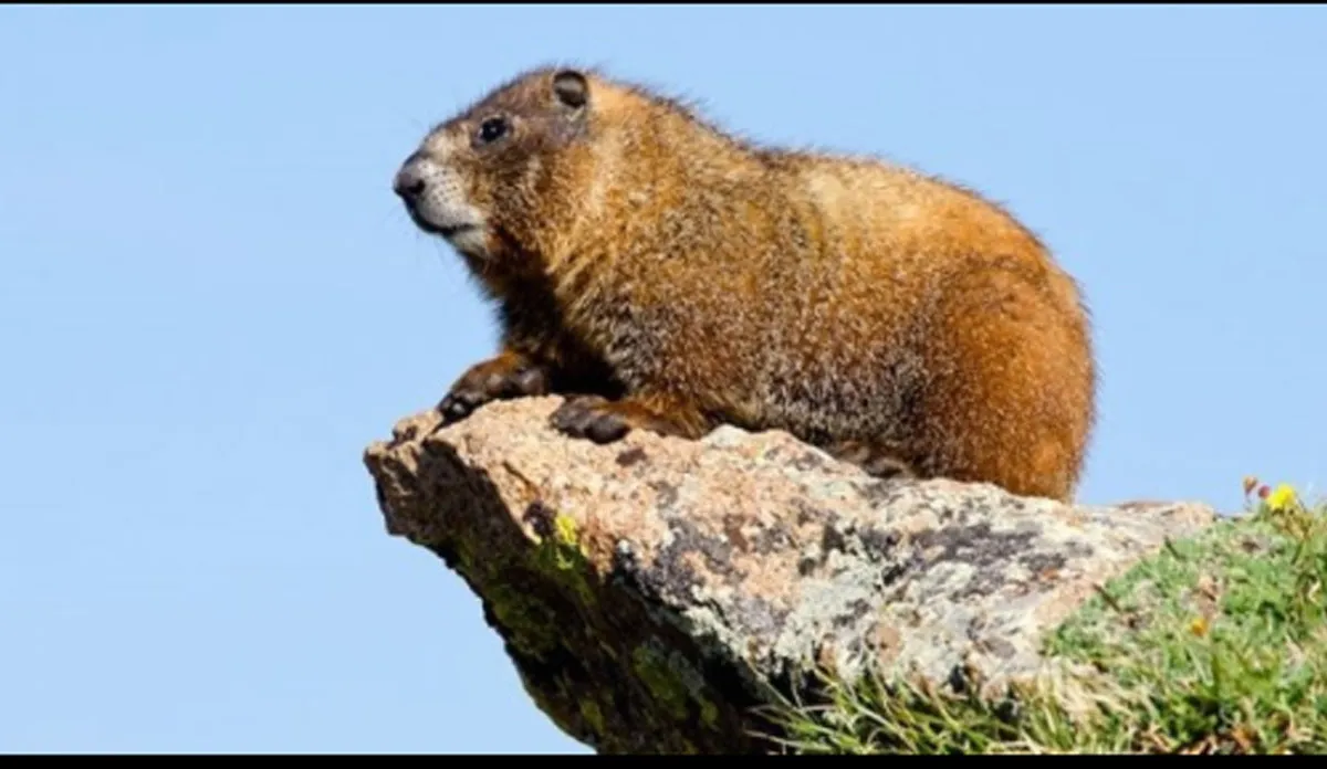 कोरोना के बाद चीन में फैला ब्यूबोनिक प्लेग, जानिए इस जानलेवा बीमारी के बारे में सबकुछ कोरोना के बाद चीन में फैला ब्यूबोनिक प्लेग, जानिए इस जानलेवा बीमारी के बारे में सबकुछ- India TV Hindi