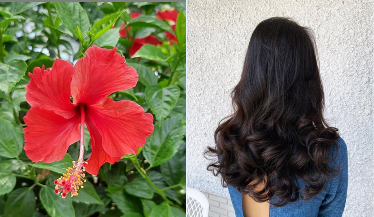 Hibiscus flower For Hair Growth: 4 Natural Home Remedies for Hair Growth  strong and Damaged Hair: बालों की मजबूती के लिए गुड़हल के फूल का करें यूं  इस्तेमाल, जानिए और शानदार घरेलू