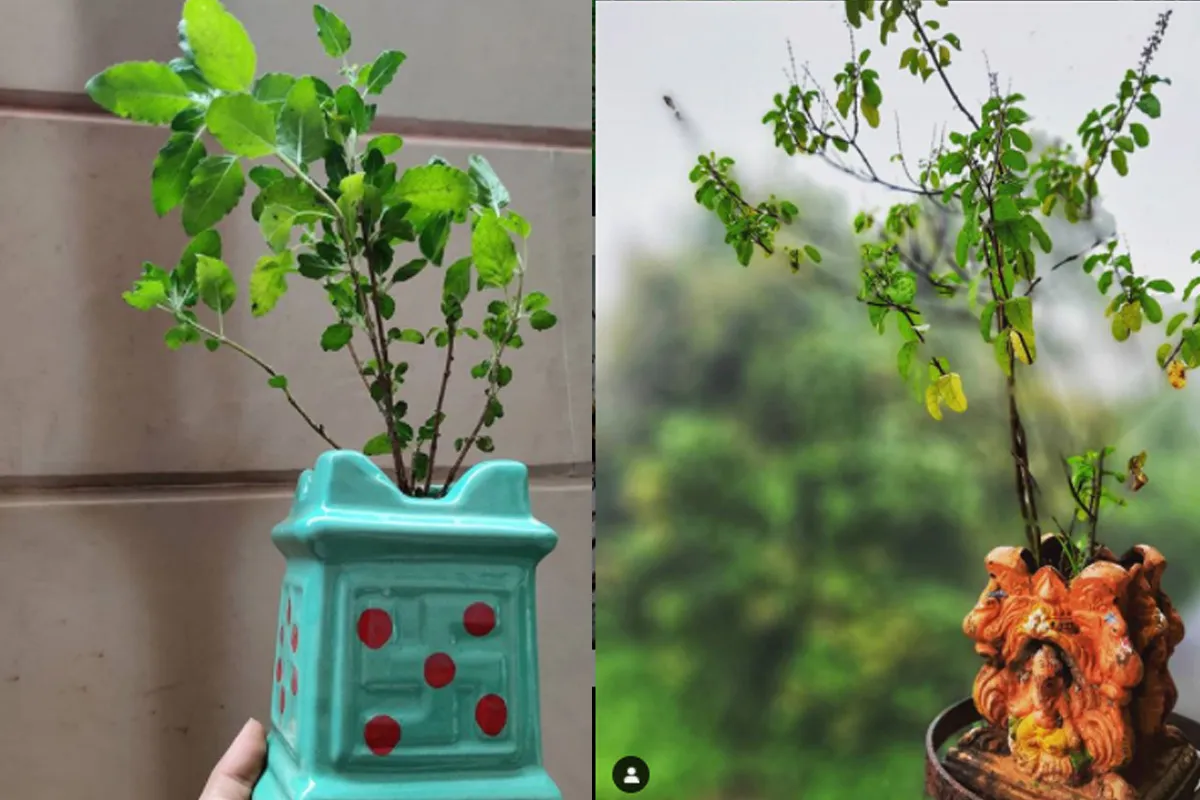 Vastu Tips: घर में आने वाली हर मुसीबत का संकेत देती हैं तुलसी, लगाने से पहले जरूर जान लें ये बातें Vastu Tips: घर में आने वाली हर मुसीबत का संकेत देती हैं तुलसी, घर में लगाने से पहले जरूर जान लें ये - India TV Hindi