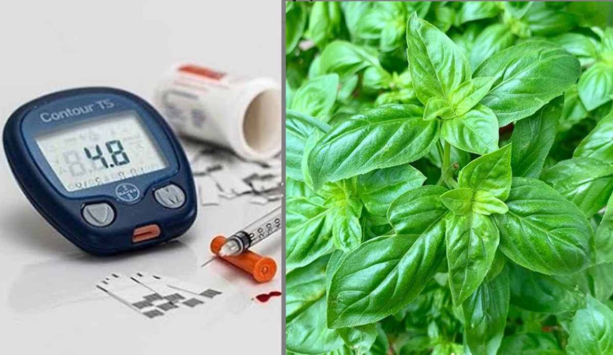 Tulsi Leaves for Diabetes basil helps control blood sugar levels