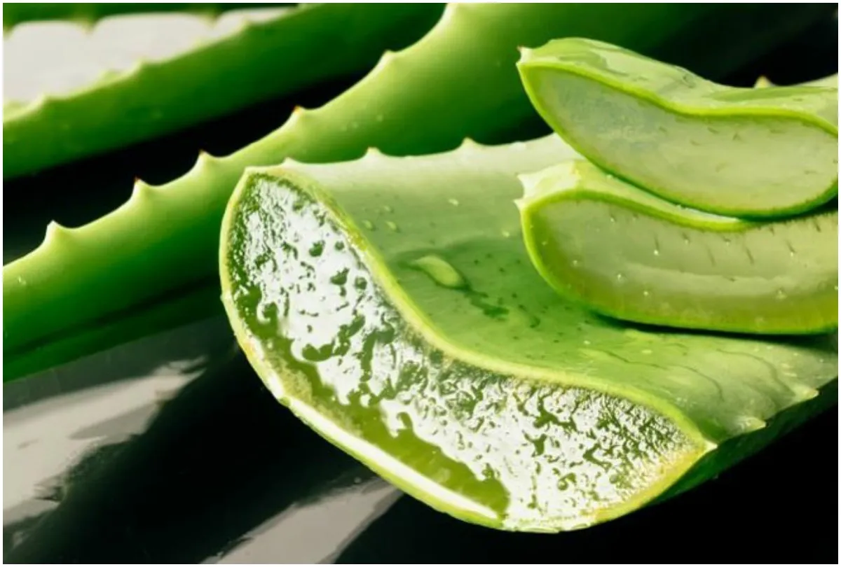 बढ़े यूरिक एसिड को कंट्रोल कर देंगी ये 7 चीजें, बस रोजाना करें इस्तेमाल aloe vera- India TV Hindi