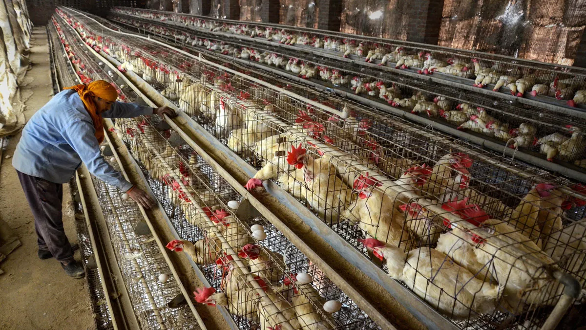 Bird Flu: चिकन के गिरे दाम, अब इतने का मिल रहा मुर्गा, देखें नई कीमत चिकन के गिरे दाम, अब इतने का मिल रहा मुर्गा, देखें नई कीमत- India TV Hindi