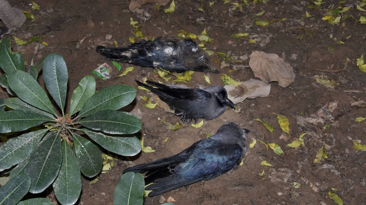 <p>Bird Flu: 11 कौओं के मृत पाए...- India TV Hindi