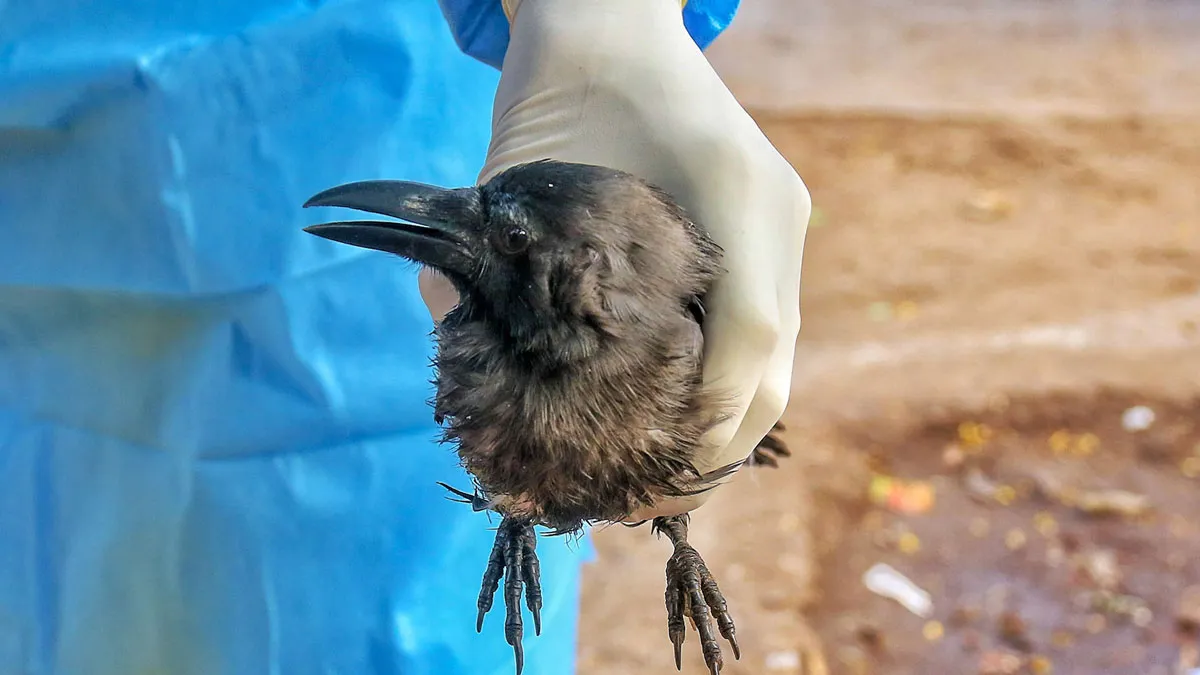 Bird flu outbreak: बर्ड फ्लू का बढ़ा संकट, केन्द्र की टीम केरल पहुंची Central team reaches Kerala Bird flu outbreak latest news - India TV Hindi