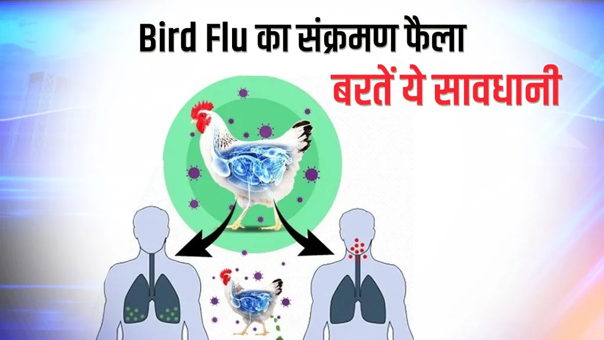 दिल्ली UP सहित कई राज्यों में फैला बर्ड फ्लू, जानिए क्या हैं लक्षण और कैसे बरतें सावधानी? <p>Avian Influenza symptoms causes and precautions Bird Flu...- India TV Hindi