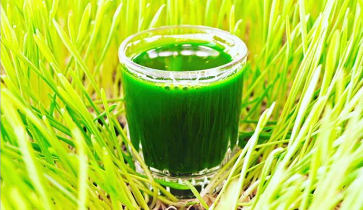 Uric acid wheatgrass control uric acid instantly know when and how to