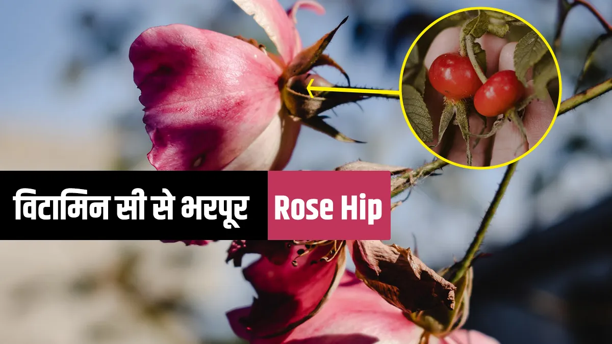 Rose Hip: गुलाब के इस भाग का सेवन करने से मोटापे-अर्थराइटिस सहित इन बीमारियों से मिलेगा छुटकारा <p>रोज़ हिप के स्वास्थ...- India TV Hindi