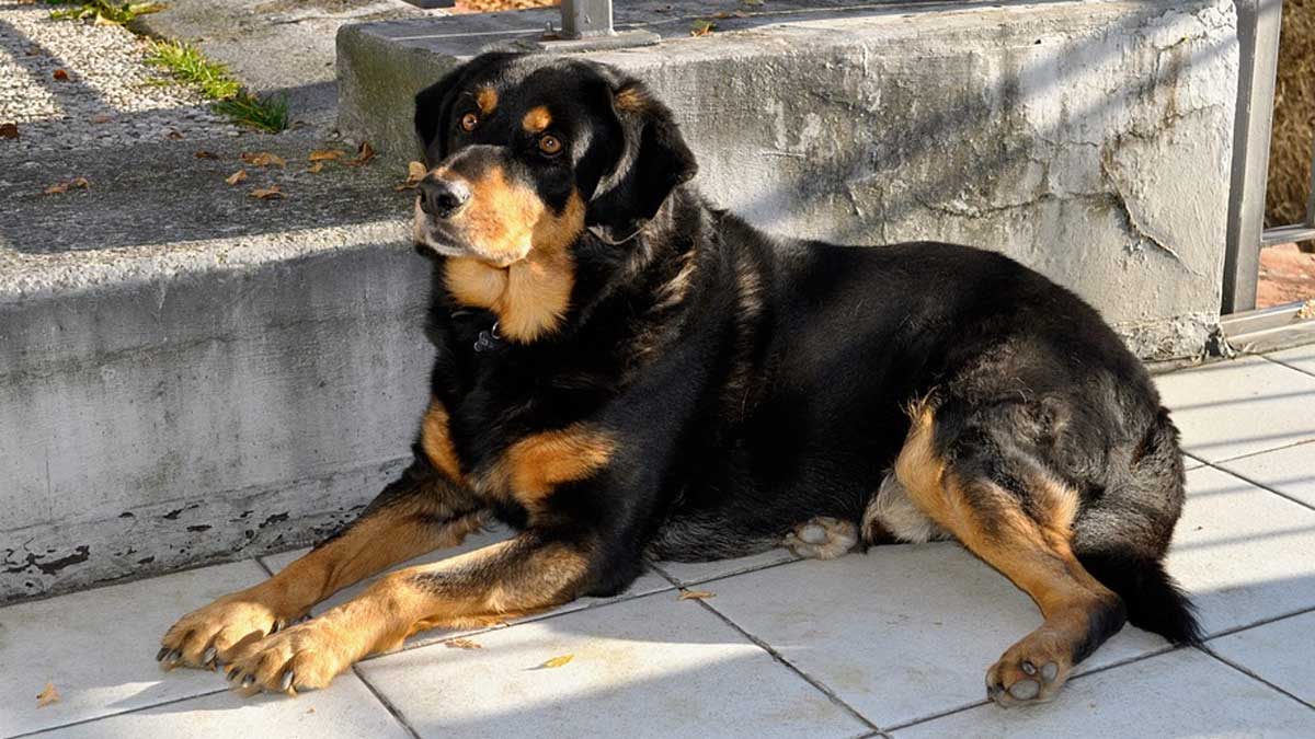 China zoo wolf enclosure dog rottweiler Hubei | चीनियों का एक और ...