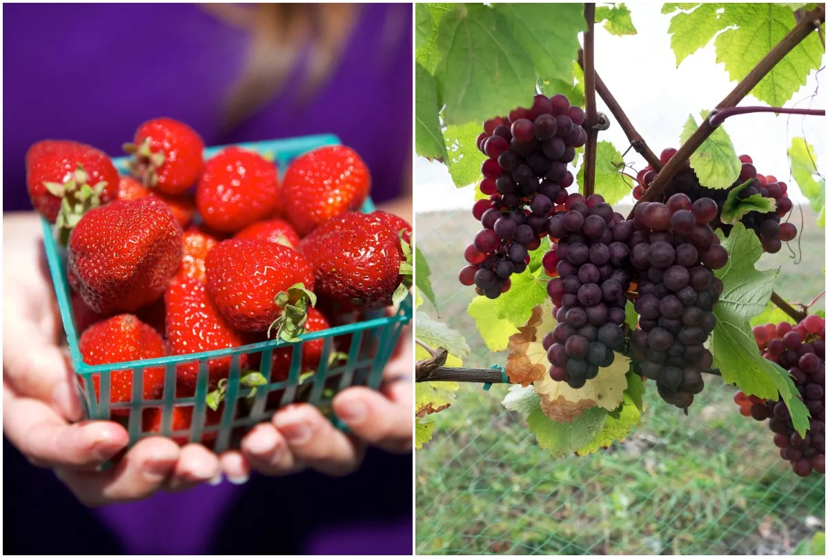 अमेरिका में फार्म के स्वादिष्ट और फ्रेश फल-सब्जियों का लें आनंद <p>Enjoy delicious and fresh fruits and vegetables from the...- India TV Hindi