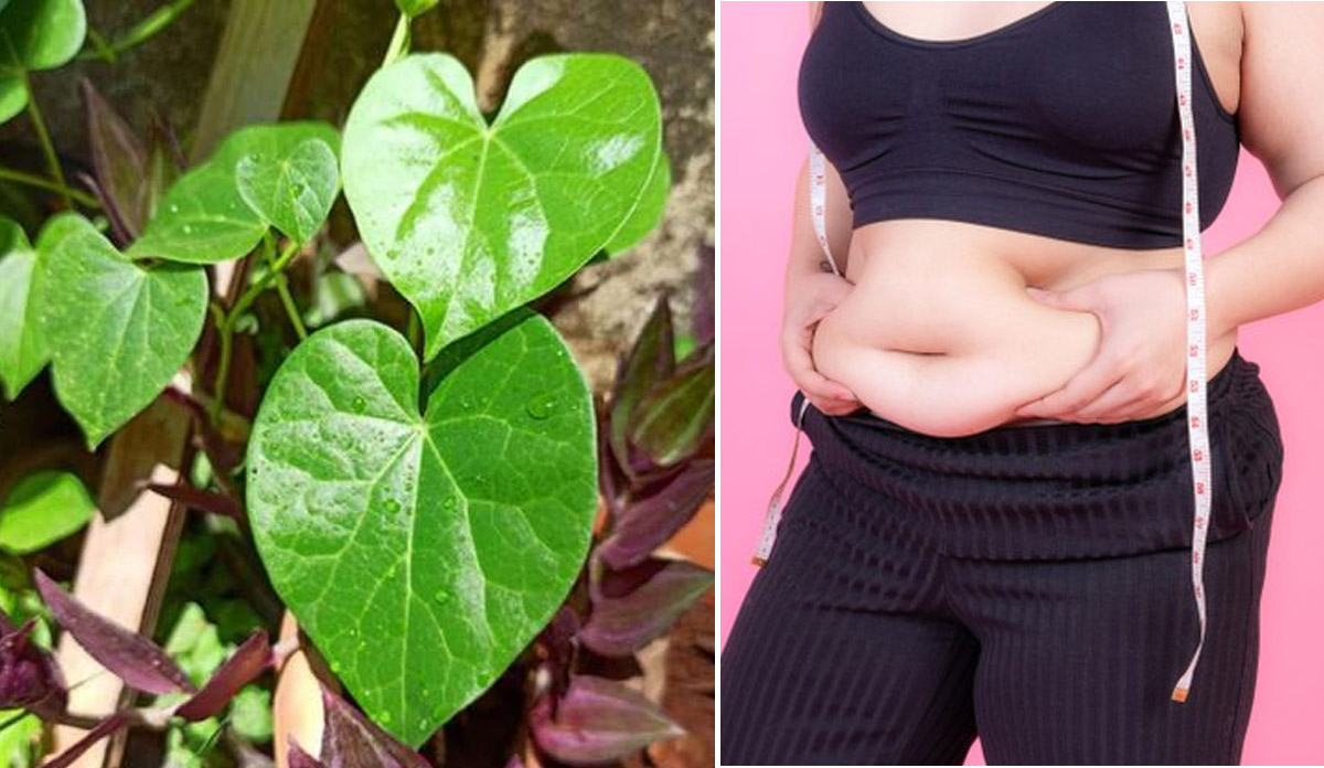 Weight loss Tips know how to consume giloy juice to lose weight and