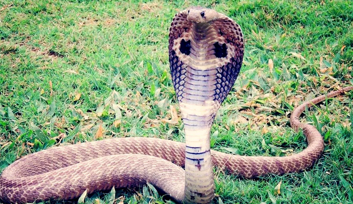 नाग पंचमी 2021: सांपों को दूध पिलाना कितना ठीक? जानिए इसका जवाब nag panchami 2021 offering milk to snakes Know the right answer- India TV Hindi
