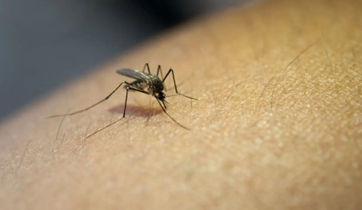 Dengue Symptoms: डेंगू के शुरूआती लक्षणों को पहचानिए ताकि समय रहते मिले इलाज dengue Fever symptoms signs - India TV Hindi