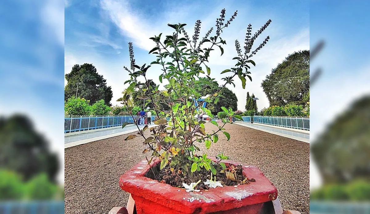 Vastu Tips: घर में लगाएं तुलसी का पौधा, हमेशा रहेगा मां लक्ष्मी का वास Vastu tips about tulsi keeping basil plant at home for money happiness according vastu shastra- India TV Hindi