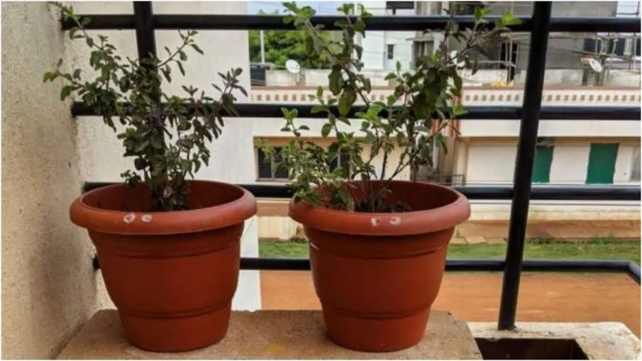 Vastu Tips: तुलसी के पौधे पर इस दिन न चढ़ाएं जल, लग सकता है दोष Vastu tips for basil- India TV Hindi