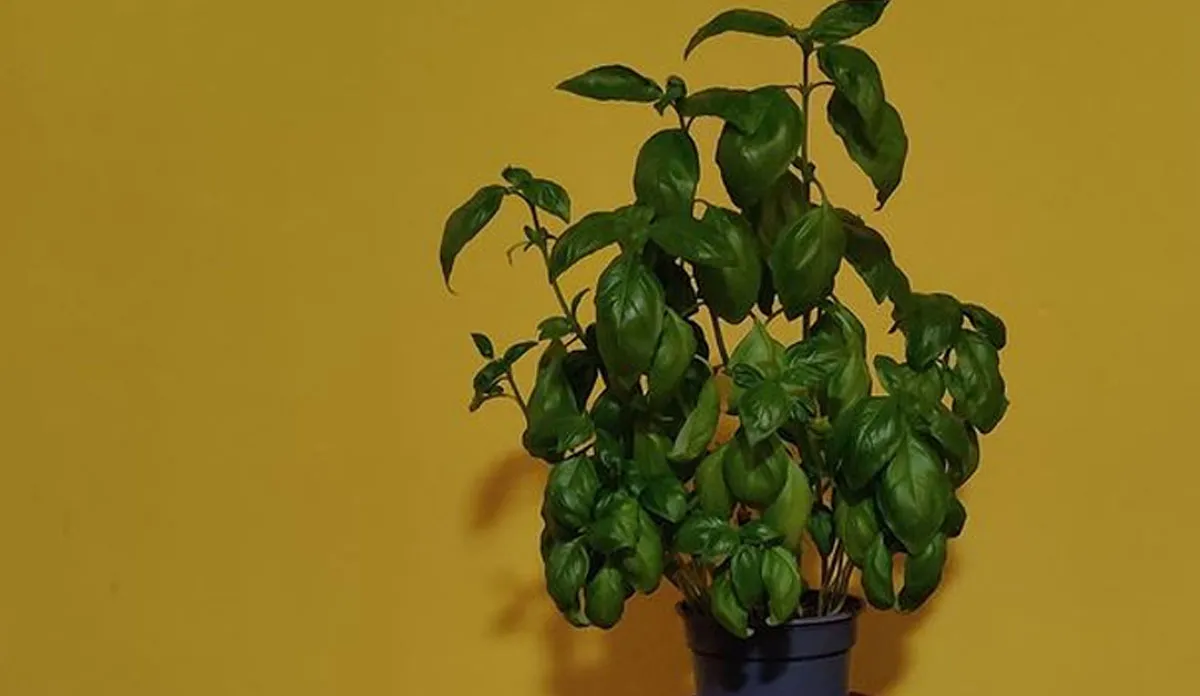 Vastu Tips: इस दिशा में बिल्कुल भी न लगाएं तुलसी का पौधा, होगा नुकसान vastu tips for tulsi plant never keep basil plant in south direction is jagah na lagaye tulsi ka pod- India TV Hindi
