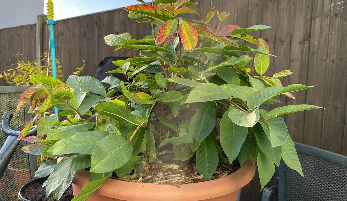Vastu Tips: संतान प्राप्ति के लिए घर में लगाएं इस तरह के पेड़, भाग्य भी देगा साथ Bring these plants at home to to get children and good luck according to vastu shastra- India TV Hindi