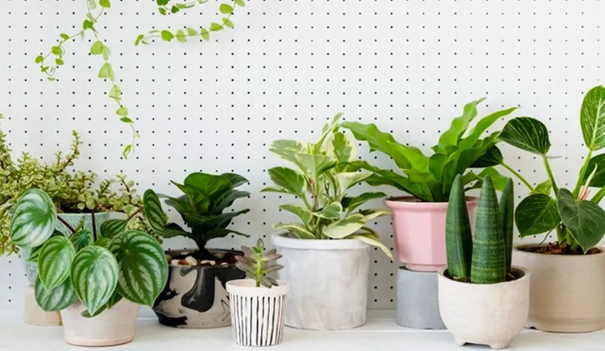 Vastu Tips: घर की इस दिशा में लगाएं छोटे पौधे, सकारात्मक ऊर्जा का होगा प्रवाह Vastu Tips For plants know the best direction for small plants for positive energy- India TV Hindi