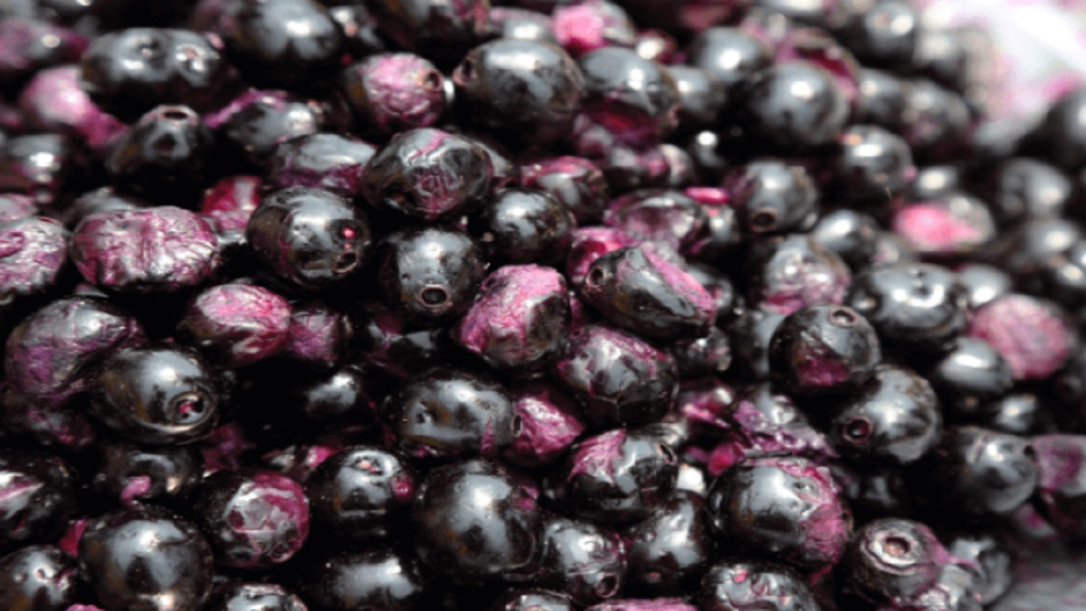 jamun seeds for diabetes java plum benefits in Hindi know how to use