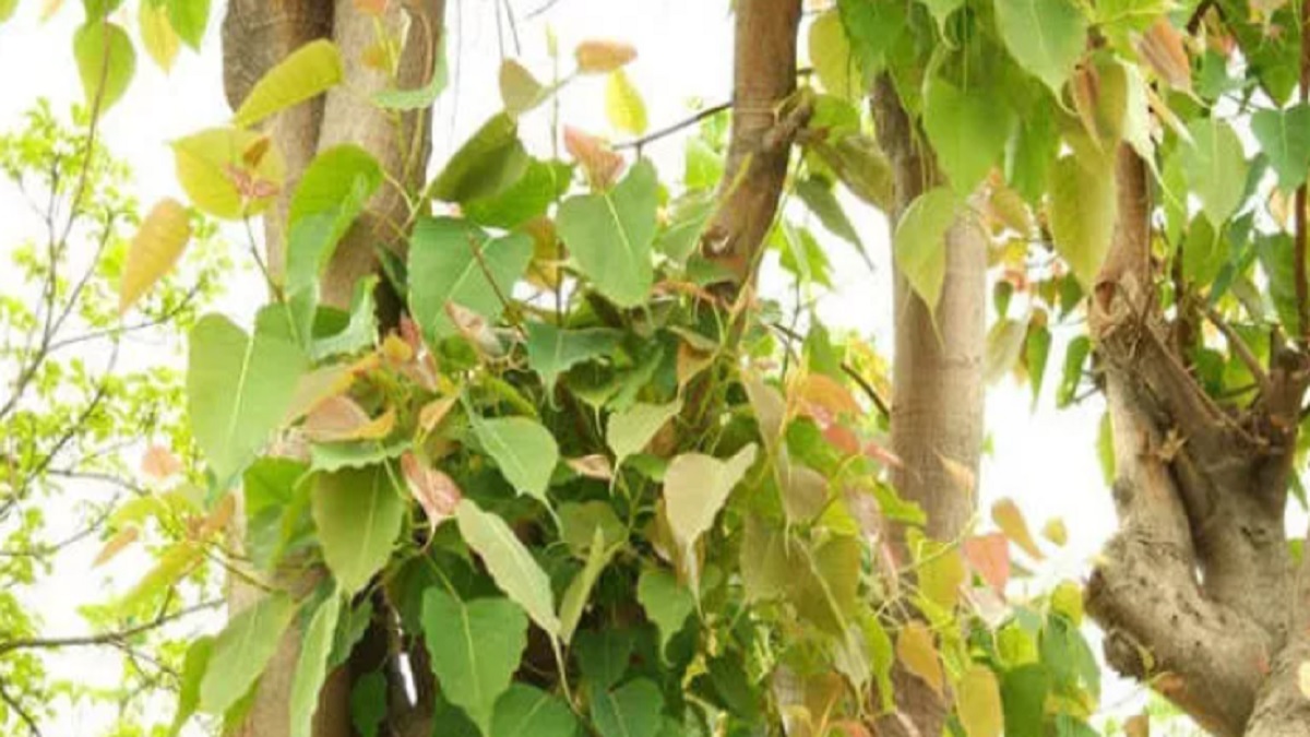 peepal tree in astrology how do puja peepal for planet and ma laxmi-इस तरह  करें पीपल की पूजा, कुंडली में अशुभ ग्रहों का प्रभाव मिटेगा, मां लक्ष्मी  होंगी प्रसन्न - India TV