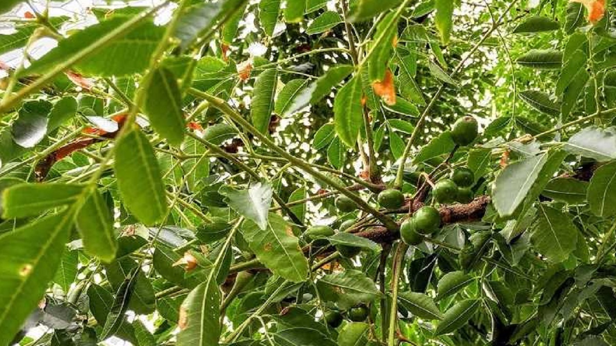 bakayan tree benefits for diabetes mahaneem tree for sugar control ...