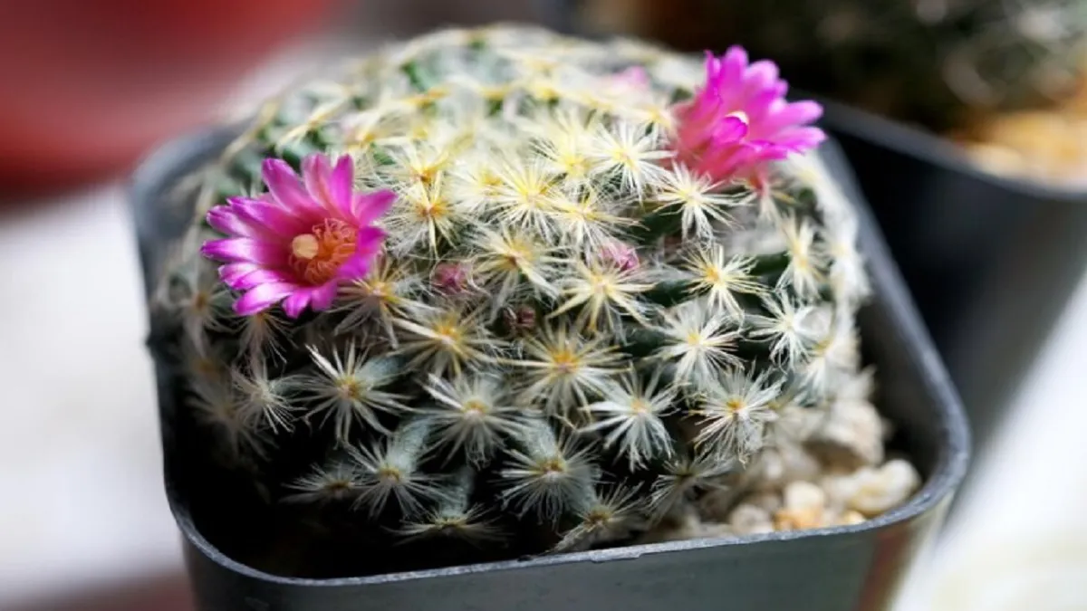 घर के अंदर ना लगाएं ये कांटेवाला पौधा, होगा नुकसान, लेकिन यहां लगाया तो चमक उठेगा बिजनेस cactus plant in vastu- India TV Hindi