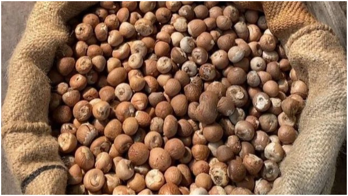 what are the benefits of betel nut supari uses।औषधीय गुणों से भरपूर है  सुपारी, पेट से लेकर दांत के दर्द के लिए है फायदेमंद - India TV Hindi