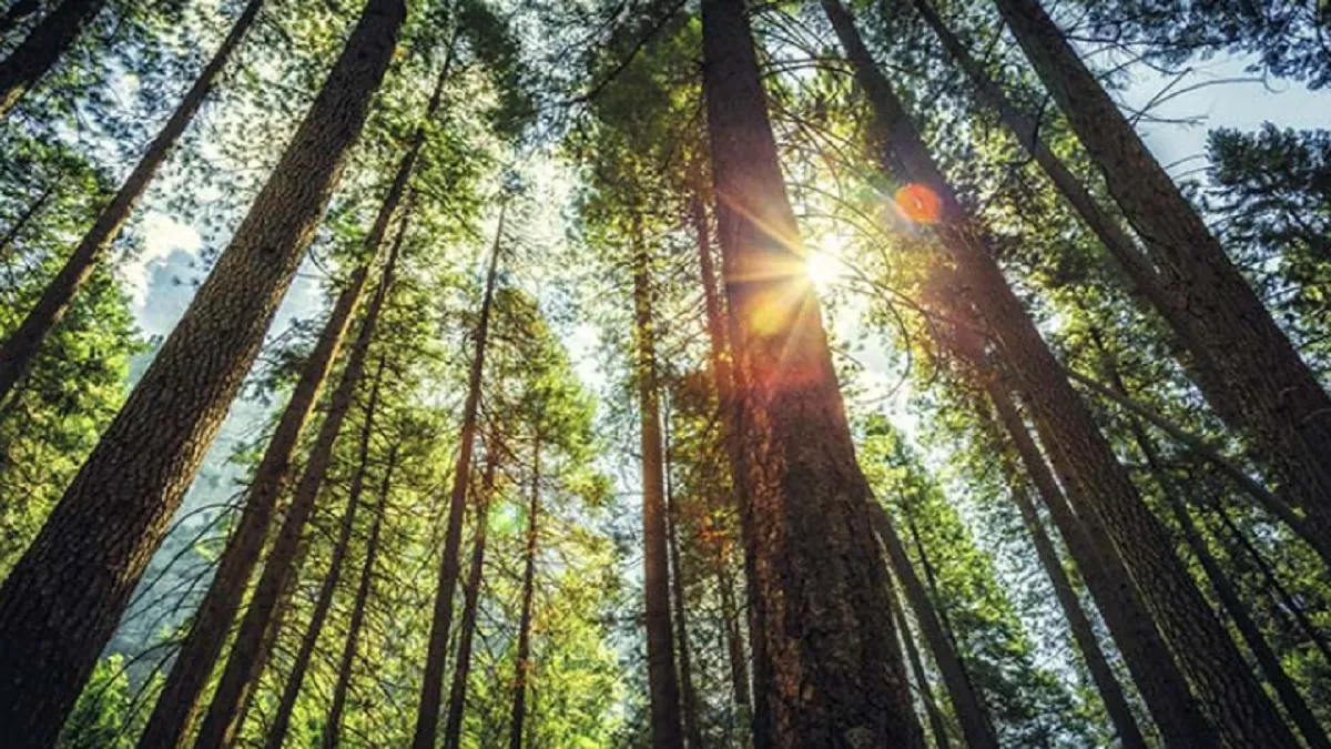 International Day of Forests 2022: एक साल में 100Kg ऑक्सीजन देता है एक पेड़, जानिए क्या है दुनिया के जंगलों की दशा International Day of Forests 2022- India TV Hindi