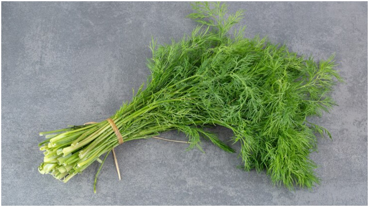 World obesity day health benefits of soya or dill leaves। विश्व मोटापा दिवस मोटापो को छूमंतर