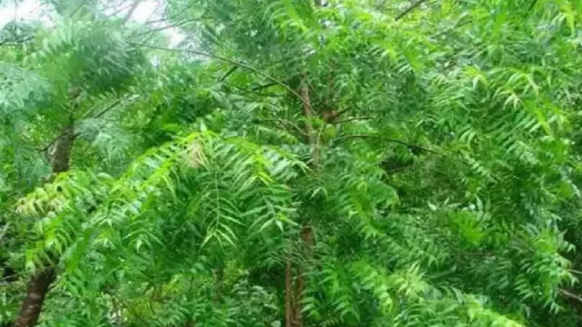 शनिदेव की पानी है कृपा तो इस पेड़ की लकड़ी की माला पहन लीजिए, जल्द दिखेगा असर neem ka ped- India TV Hindi