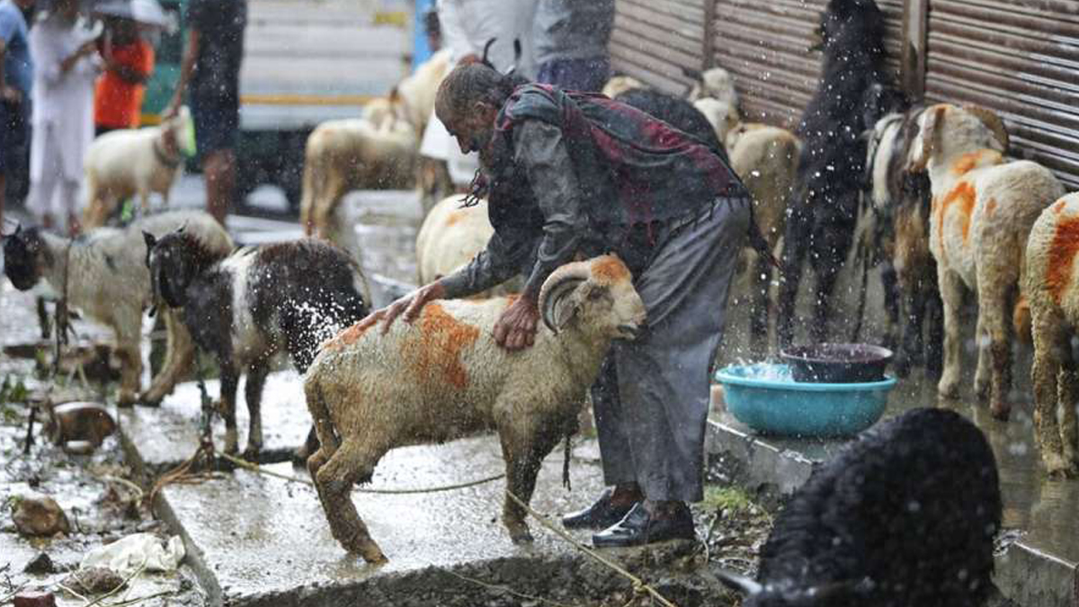 Bakrid ईद पर भैंस की कुर्बानी को लेकर हिंदू-मुसलमान आमने-सामने, मामला पहुंचा हाई कोर्ट 8 बकरीद को लेकर गाइडलाइंस जारी, घर या खुले में नहीं दी जा सकेगी कुर्बानी । Bakrid Guidelines Issued Not Offering Namaz In Open - India Tv Hindi