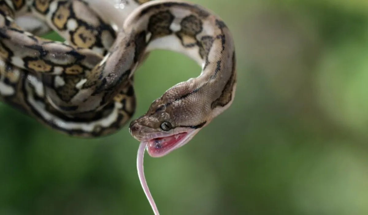 Swapna Shastra: क्या आपको भी सपने में बार-बार दिखता है सांप? इसका रहस्य जानकर रह जाएंगे दंग क्या आपको भी सपने में बार-बार दिखता है सांप?- India TV Hindi