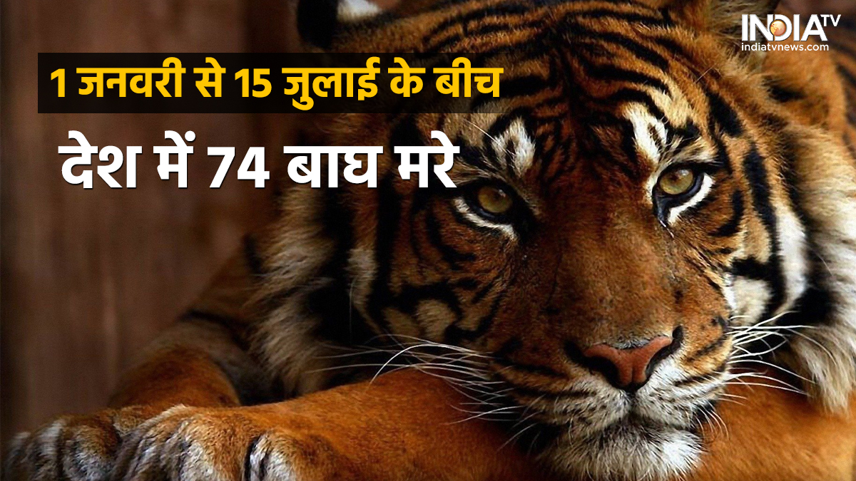 Are we really saving the tiger know what is the mystery behind the death of 74 in just 6 months - क्या हम सच में टाइगर को बचा रहे हैं - India TV Hindi Are we really saving the tiger know what is the mystery behind the death of 74 in just 6 months - क्या हम सच में टाइगर को बचा रहे हैं - India TV Hindi