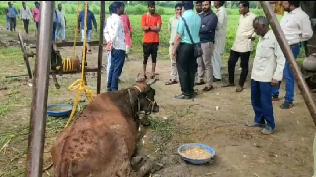 Madhya Pradesh Lumpy Virus: मध्य प्रदेश सरकार ने लंपी वायरस को लेकर जारी किया अलर्ट, रतलाम में 1 दर्जन से अधिक गायों में दिखे इसके लक्षण Lumpy virus- India TV Hindi