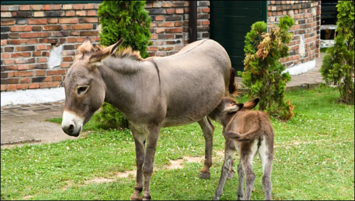 Benefits Of Donkey Milk: डंकी मिल्क से कीजिए बैक्टीरियल इन्फेक्शन को दूर, जानिए कहां से मिलेगा Donkey Milk- India TV Hindi