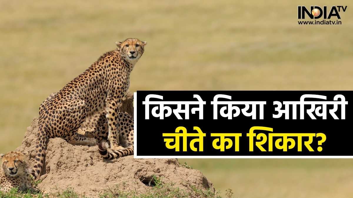 Last Cheetah Hunt india koriya chhattisgarh maharaja ramanju pratap singh  deo Know story of cheetahs from extinction to re-introduction - India TV  Hindi