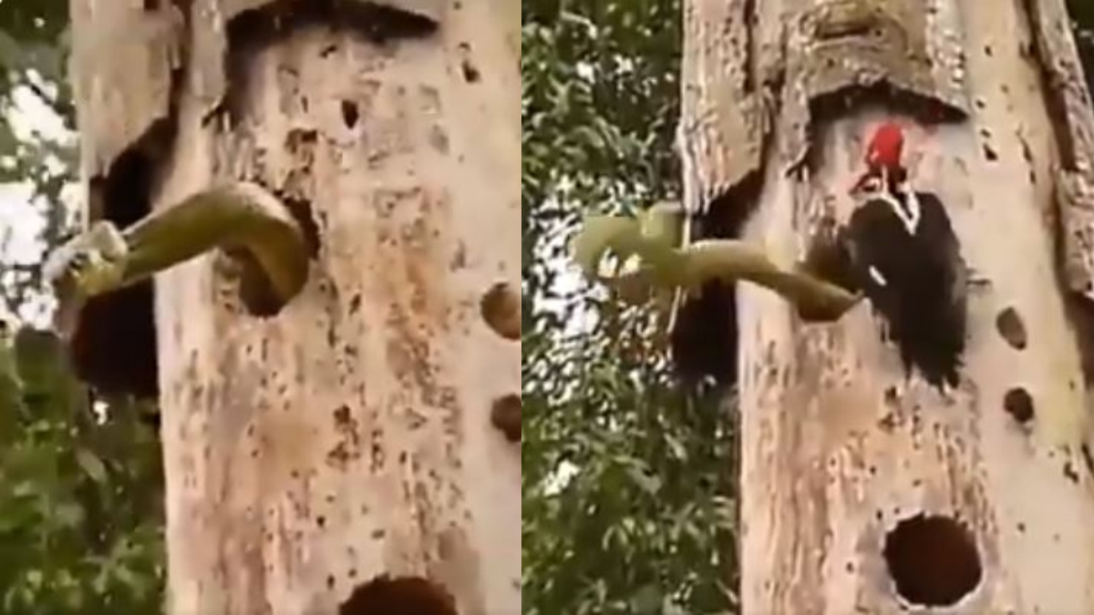 Viral Video Woodpecker mother Fight Furiously With Snake to save her