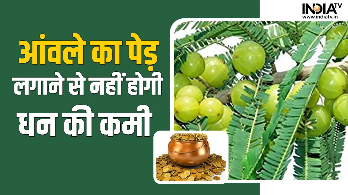 Budhwar Upay: आंवले के पेड़ का ये उपाय करने से सरपट दौड़ेगी करियर की गाड़ी, धन-दौलत और सुख समृद्धि में होगी खूब बढ़ोत्तरी Budhwar Upay- India TV Hindi
