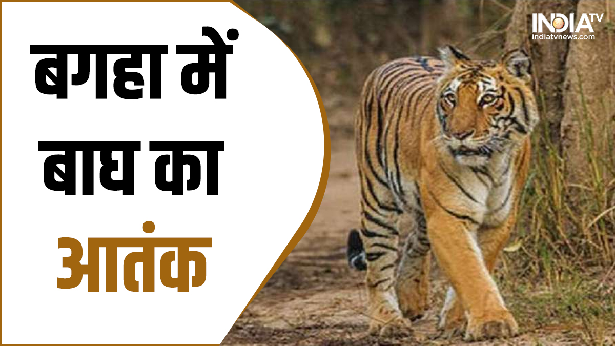 बिहार: बगहा में आदमखोर बाघ का आतंक, आज मां और बेटे की ली जान, अब तक 9 लोगों  को उतार चुका है मौत के घाट। Bihar News tiger killed 9 people in