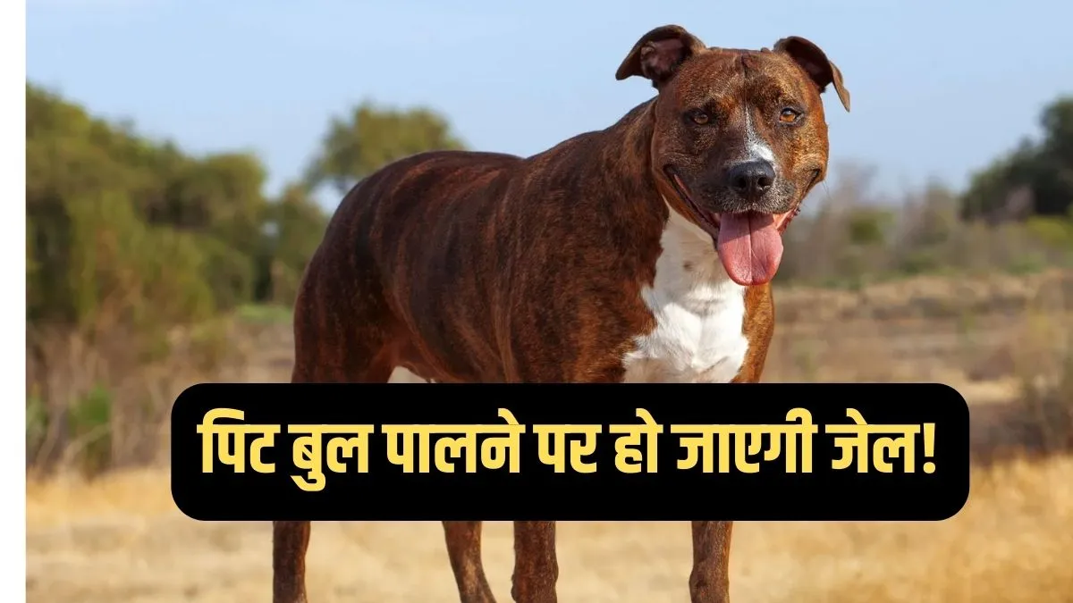 Dogs Lover: इस देश में पिट बुल पालने वालों को हो जाती है जेल! जानिए क्या कहता है भारत का कानून American Pit Bull- India TV Hindi