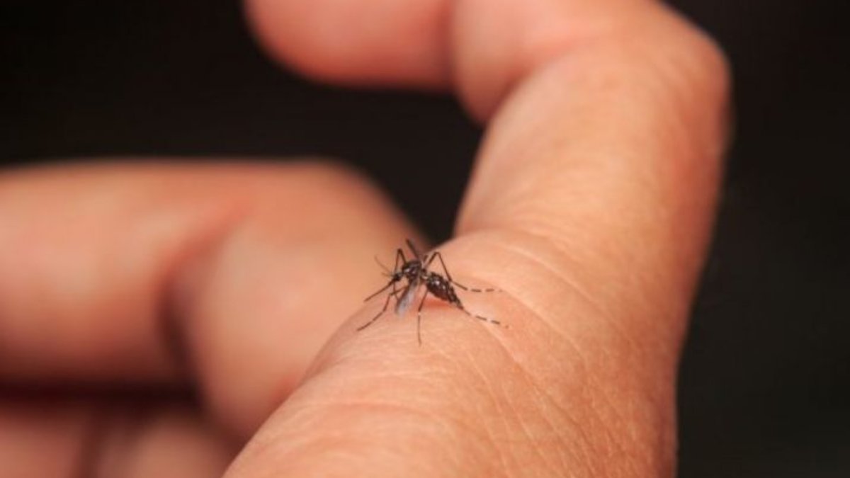 झारखंड में डेंगू और चिकनगुनिया का खतरा, अब तक 500 से ज्यादा मिले मरीज