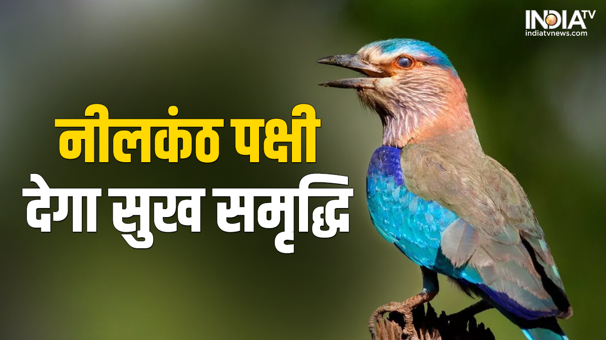 Neelkanth on Dussehra See to Neelkanth bird on Vijaydashmi, Maa